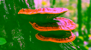 hongo-reishi-natural