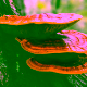 hongo-reishi-natural